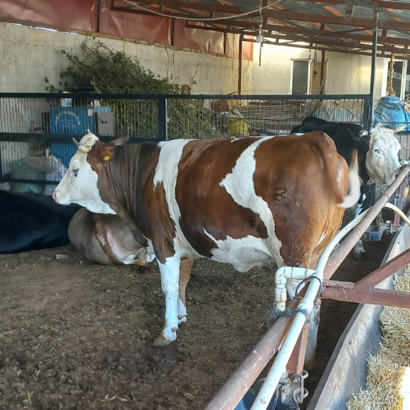 Adsız tasarım - 2025-06-04T153448.385