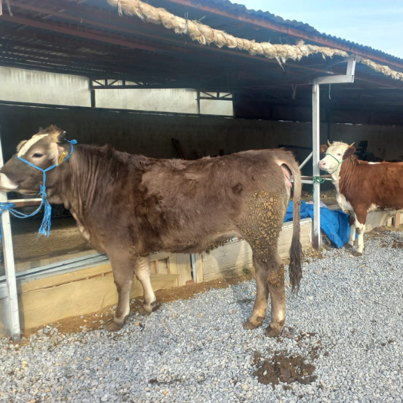 Adsız tasarım - 2025-06-04T153603.719