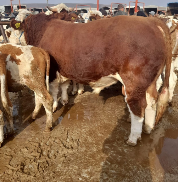 Adsız tasarım - 2025-05-22T163203.079