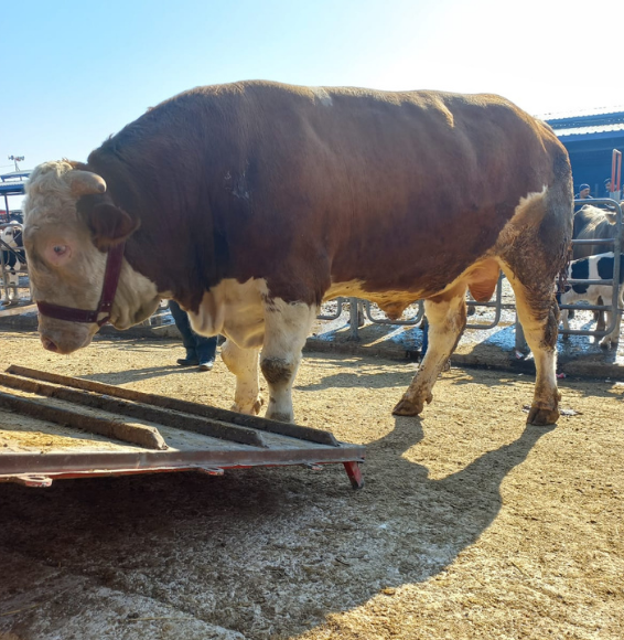 Adsız tasarım - 2025-05-22T172106.217